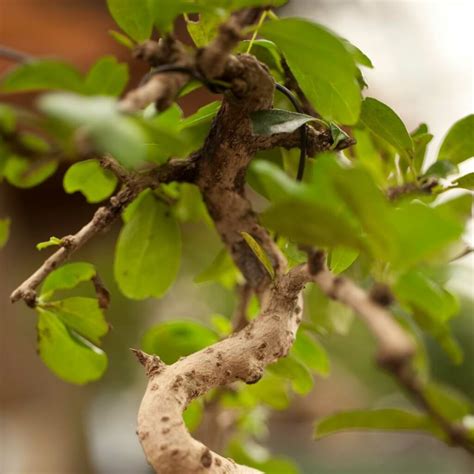 Fukien Tea Bonsai Carmona Bonsai Tree Care And Growing Guide