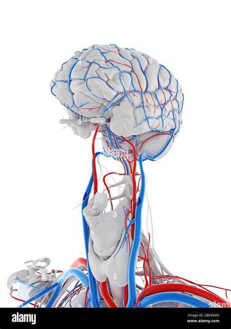 Vascular System Of The Brain Illustration Stock Photo Alamy