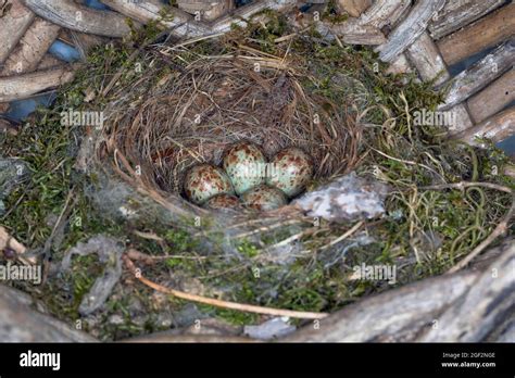 Spotted Flycatcher Muscicapa Striata Eggs In A Nest In An Old Basket