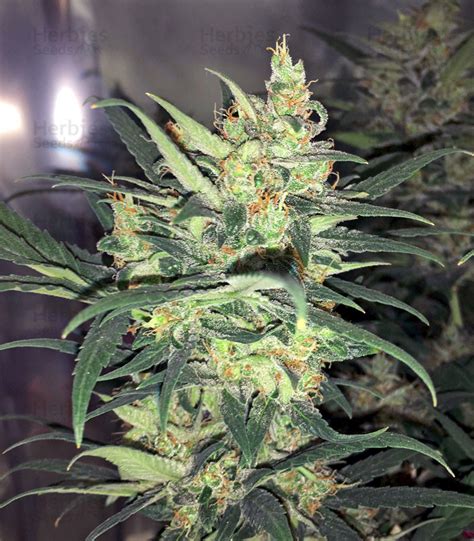 Buy Auto Amnesia Feminized Seeds By Advanced Seeds Herbies Seeds