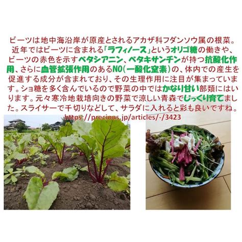 西洋野菜 ビーツ 10kg 無農薬野菜 野菜ソムリエが栽培 ふぞろい 令和2年産 青森産 テーブルビート 農園直送 0200110