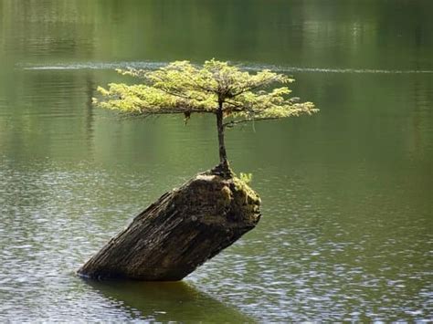 Come Si Seminano I Bonsai Mondo Bonsai