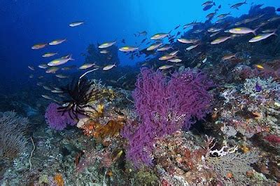 Tubbataha Reef - Beautiful tourist spot in the world