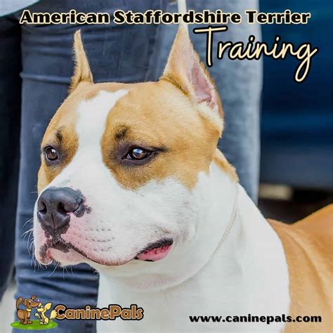 American Staffordshire Terrier Training: Techniques & Tips - Canine Pals