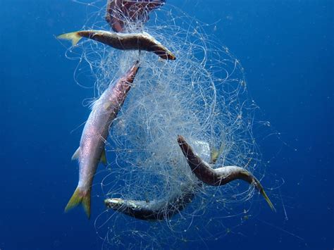 Qué es la pesca fantasma y por qué afecta tanto a los océanos