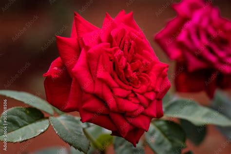 red rose flower with blur background and detail texture Stock Photo | Adobe Stock