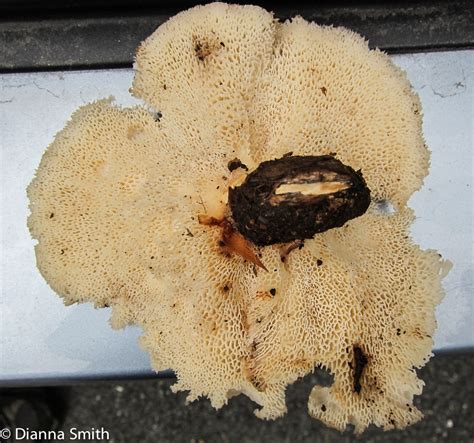 Polyporus Craterellus0256 Dianna Smith