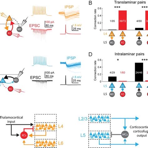 Optogenetic Circuit Mapping Reveals Complementary Synaptic Input