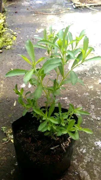 Jual Paket Tanaman Herbal 4jenis Daun Mint Peper Mint Cincau Hitam