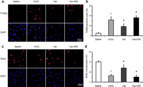 Bmp Signaling Pathway Inhibition Weakens The Beneficial Effects Of