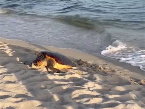 Torre Ovo Tartaruga Sbuca Dallacqua E Depone Le Uova In Spiaggia