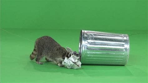 Green screen video of raccoon eating garbage out of a garbage can ...