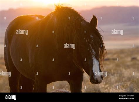 Wild paint horses hi-res stock photography and images - Alamy