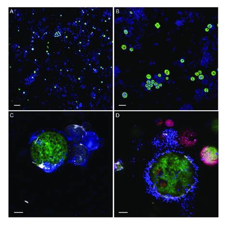 Confocal Laser Scanning Micrographs Of Algae Bacteria Cultures The