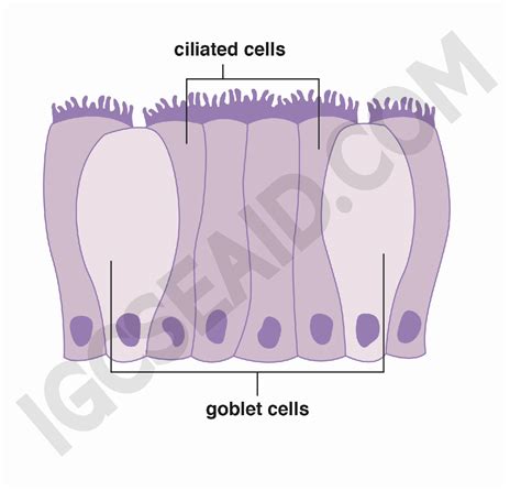 cell structure igcse aid