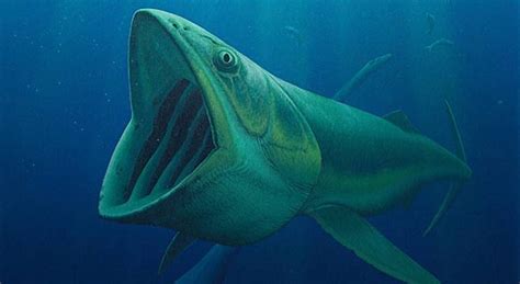 One Of First Filter Feeder Fossils Discovered