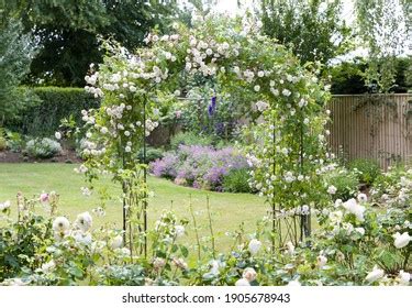 1 834 Rambling Roses Images Stock Photos Vectors Shutterstock