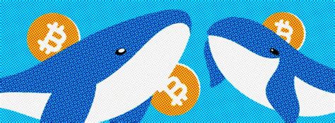 Bitcoin Investors Whales Shrimps And Others Coinspaid Media