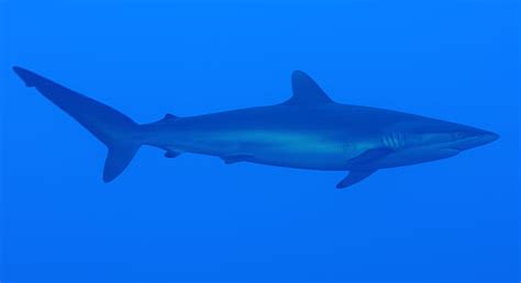 photo shark sea ocean water animals hippopx