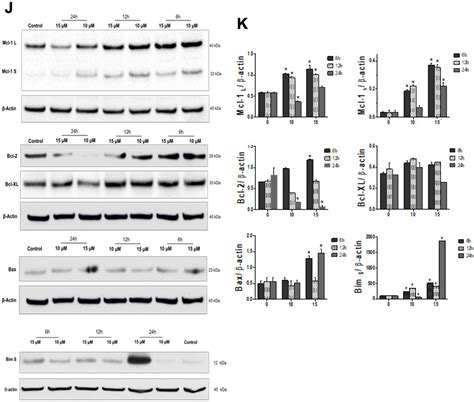 Life | Free Full-Text | Targeting Ca2+ and Mitochondrial Homeostasis by ...