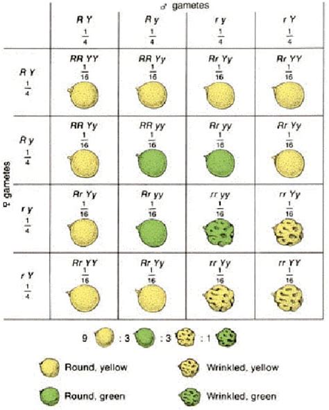 Dihybrid Crosses - SchoolWorkHelper