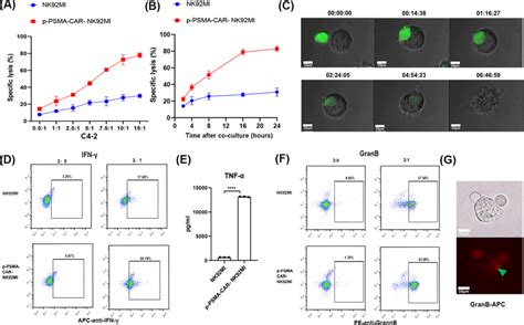 P‐psma‐car‐nk92mi Cells Killed A Crpc Cell Line In Vitro A