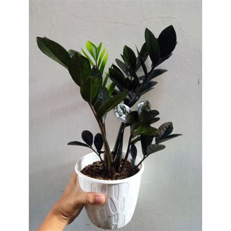 Jual Tanaman Hias Zamia Raven Black Zamioculcas Black Shopee Indonesia