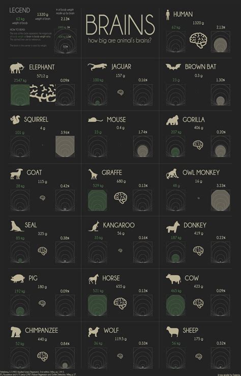 How big are animal brains? — Information is Beautiful Awards