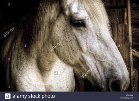 Old Horse Old Nag High Resolution Stock Photography And Images Alamy