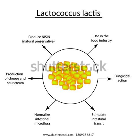 Useful Properties Lactobacillus Probiotic Lactococcus Lactis Stock