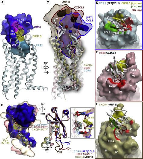 Structure Of Cc Chemokine Receptor 5 With A Potent Chemokine Antagonist