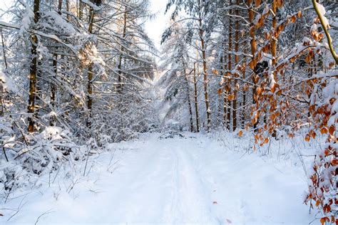 Wintrer, first snow 3 | Jargier | Flickr