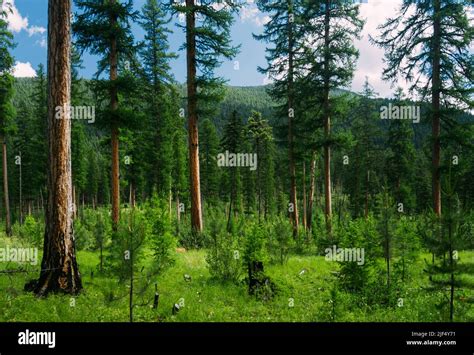 A Breathtaking View In Lush Green Pine Forest Stock Photo Alamy