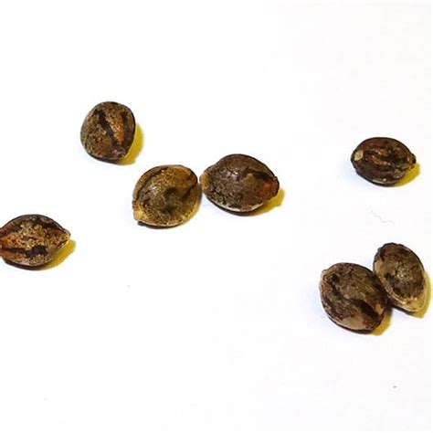 Terminator OG Feminized Seeds - Pacific Seed Bank