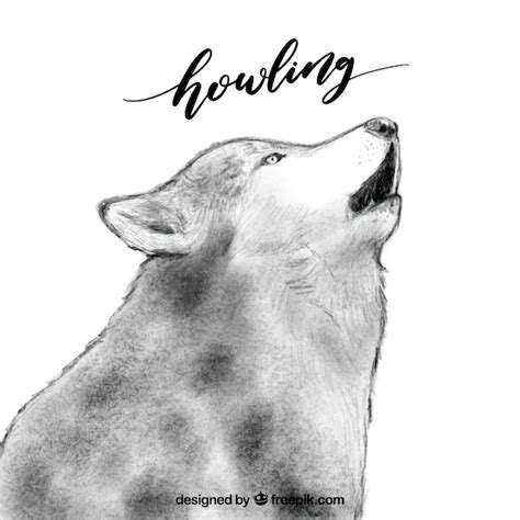 Howling Wolf Drawing In Pencil