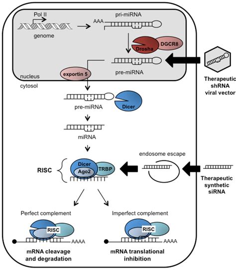 Viruses Free Full Text Possibilities For Rna Interference In