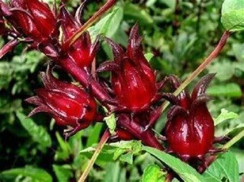 50 ROSELLE HIBISCUS Sabdariffa Rosella Fruit Flower Seeds Flat S H EBay