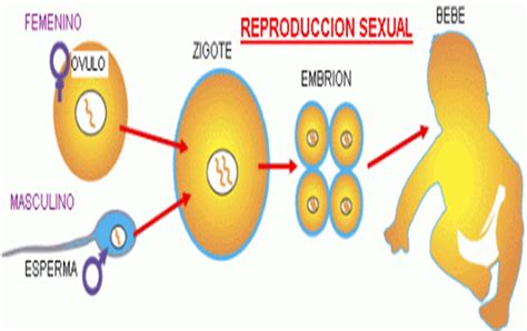 Reproducción Sexual Conoce Ejemplos Y Detalles Vitales