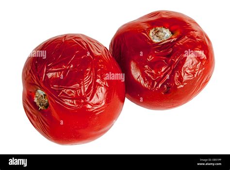 Rotten Tomato Hi Res Stock Photography And Images Alamy