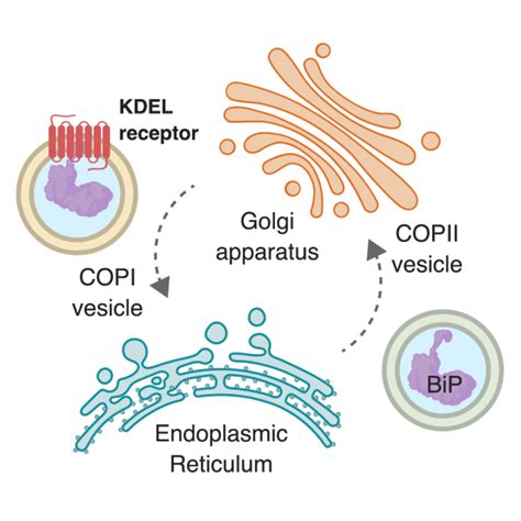 20 Year Old Mystery Of Protein Trafficking Revealed In First Crystal Structures Of The Kdel