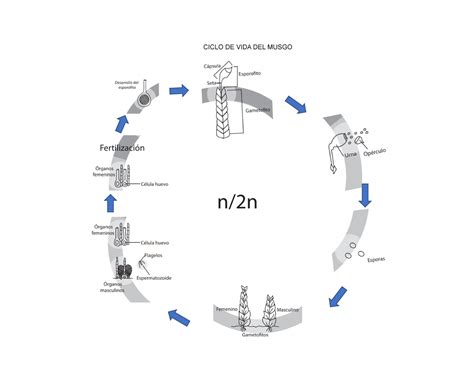 Ciclo DE VIDA DEL Musgo CICLO DE VIDA DEL MUSGO Los Musgos Son