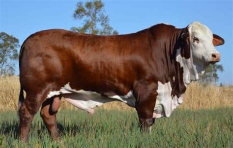 National Braford Sale 2019 Australian Braford Society