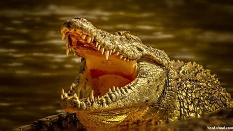 Crocodiles In Australia: Everything You Need To Know