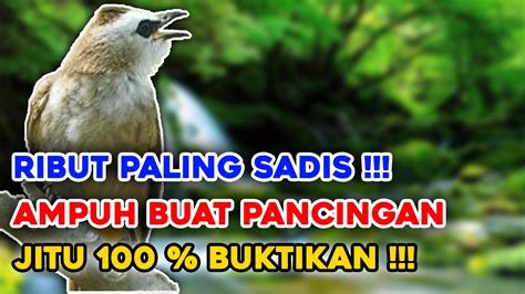 Suara Trucukan Pikat Burung Ribut Paling Sadis Buktikan Jika Tidak