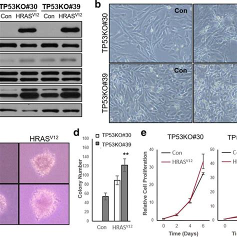 Construction Of Crisprcas9 Mediated Canine Tp53 Gene Knockout Ko