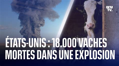 Tats Unis Vaches Tu Es Dans L Explosion D Une Ferme Au Texas