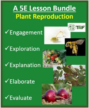 Types Of Asexual Reproduction In Plants Spesial Hot Sex Picture