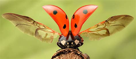 Insect Wings Stock Photos, Pictures & Royalty-Free Images - iStock