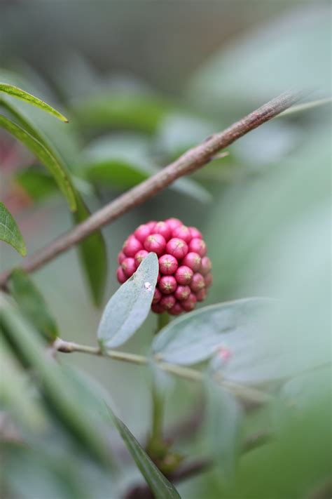 Free Images Tree Nature Outdoor Branch Blossom Fruit Berry