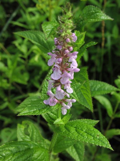 Hedge Nettle Medicinal Uses at Nancy Hansen blog